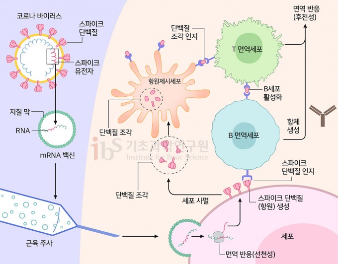 mRNA 백신의 작동원리. 사스코로나바이러스-2 스파이크단백질의 유전정보를 담은 mRNA는 사람의 세포로 들어가 스파이크단백질을 만든다. 이를 바이러스 침입으로 착각한 인체는 스파이크단백질에 대한 항체를 만들어낸다. mRNA 백신이 후천성 면역 반응을 유도하는 것이다. IBS 제공(자료 Topol, 2020)