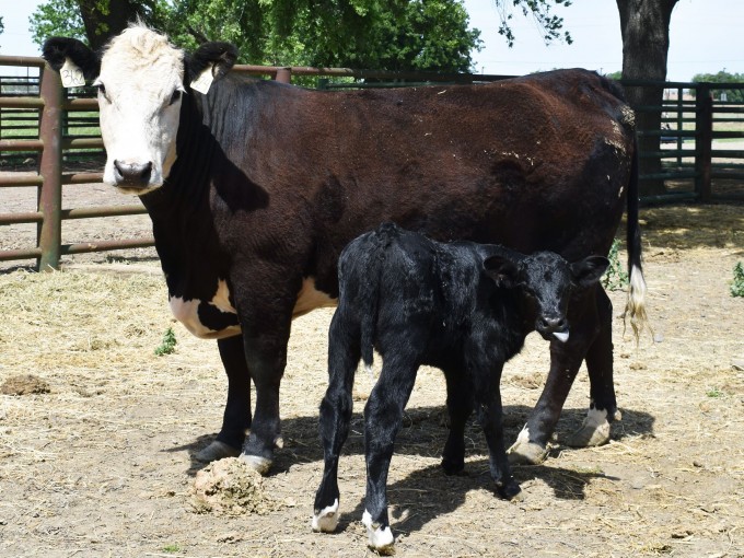 'Cosmo', a black male calf, is a cow that carries the'Sry' gene, which allows mammals to grow into males, in general genes other than sex chromosomes, and 75% of the offspring are born male.  Provided by Davis University of California