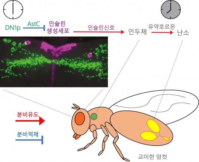 광주과학기술원 제공