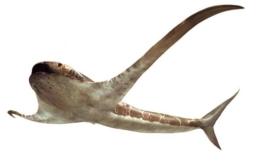 상어와 가오리 섞은 듯한 9천만년 전 '독수리 상어' 화석 발굴 : 동아사이언스