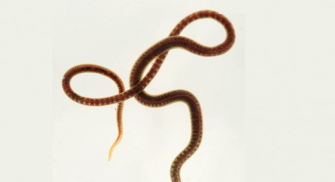 캘리포니아 검은벌레(Lumbriculus variegatus