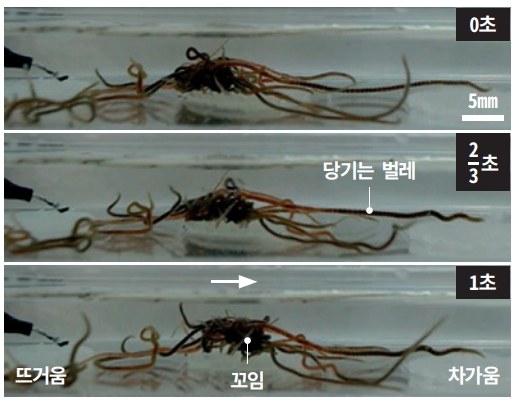 수조에 캘리포니아 검은벌레를 넣고 수조 왼쪽과 오른쪽의 온도를 달리하며 움직임을 관찰했다. 검은벌레는 차가운쪽으로 얽히며 이동했다. PNAS 제공