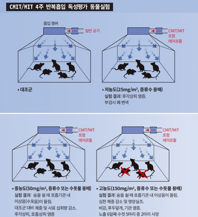 가습기 살균제 피해 규명을 위한 다양한 동물실험 중 2018년 국립환경과학원이 수행한 실험의 모식도다. 쥐에게 저농도, 중농도, 고농도의 CMIT/MIT를 하루 20시간씩 4주간 반복 흡입하도록 하고 호흡기에 미치는 영향을 조사했다. 체중, 사료 섭취량, 혈액, 조직병리, 혈청 알레르기 발현 등을 검사했다. 과학동아DB (자료 환경부 ‘CMIT/MIT 독성 및 건강영향 종합보고서’(2018)