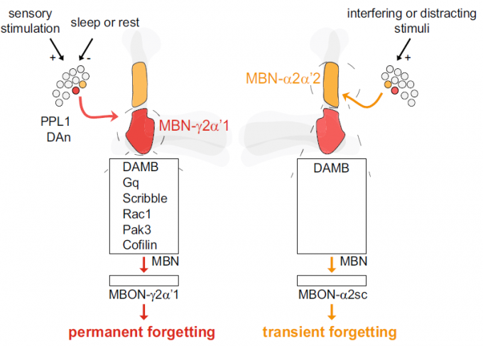 초파리 연구로 망각의 분자 메커니즘이 밝혀졌다. 왼쪽은 영구적 망각(permanent forgetting)이 일어나는 메커니즘으로, 도파민 뉴런(PPL1 DAn)의 일부가 활성화돼 도파민을 분비하면 버섯체뉴런(MBN)의 특정 영역(γ2α‘1)에서 일련의 단백질이 만들어져 기억 엔그램이 지워진다. 오른쪽은 최근 규명된 일시적 망각(transient forgetting) 메커니즘으로, 도파민 뉴런의 다른 부분이 활성화돼 도파민을 분비하면 버섯체뉴런의 다른 영역(α2α’2)으로 신호가 전달돼 기억 인출이 억제된다. 네이처 제공