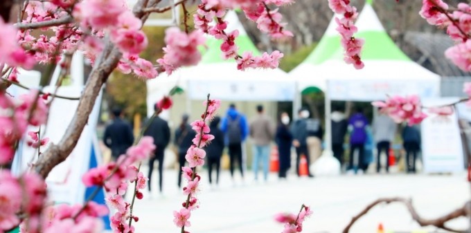 매화가 만개한 대구 중구 국채보상운동 기념공원에서 휴일임에도 많은 시민이 임시 선별진료소를 찾아 신종 코로나바이러스 감염증(코로나19) 검사를 받고 있다. 연합뉴스 제공