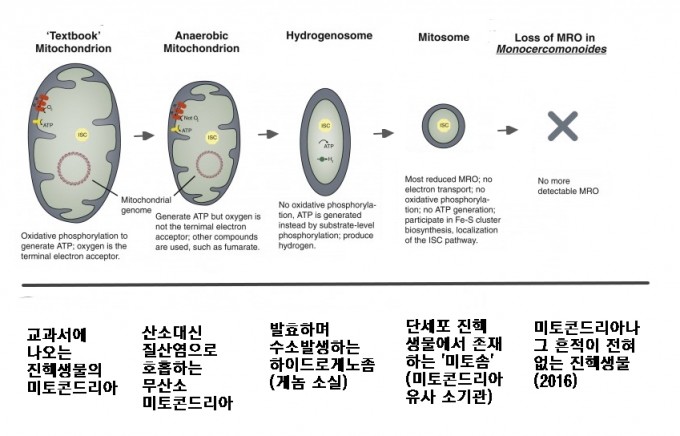 산소 호흡을 담당하는 세포소기관 미토콘드리아(맨 왼쪽)는 산소가 희박한 환경을 택한 진핵생물에서 퇴화의 길로 접어들었다. 첫 단계는 무산소 미코콘드리아로 산소 대신 푸마르산염이나 질산염을 이용해 호흡한다. 다음은 하이드로게노좀으로 발효를 하며 수소를 발생시키고 대체로 자체 게놈도 소실된 상태다. 여기서 더 퇴화한 게 미토좀으로 더이상 ATP를 만들지 못한다. 2016년에는 이마저도 없는 진핵생물이 발견됐다(맨 오른쪽). ‘커런트 바이올로지’ 제공
