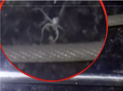 거미 불가사리. 크기는 2cm 정도로 작다. 극지연 제공