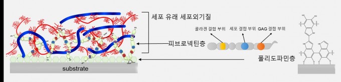 금속 표면에 고정된 폴리도파민에 의해 피브로넥틴이 균일하고 견고하게 코팅되고 피브로넥틴의 콜라겐 및 당단백질 결합 부위를 통해 세포 유래 세포외기질이 강하게 결합된 표면을 제조할 수 있게 된다. KIST 제공