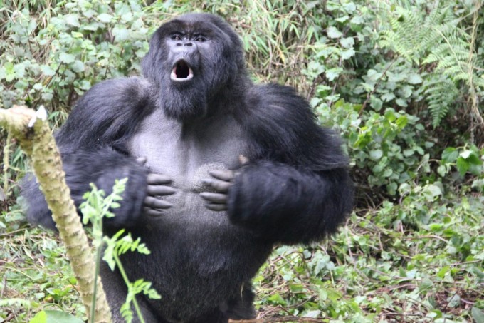 가슴 치는 수컷 고릴라. Dian Fossey Gorilla Fund 제공