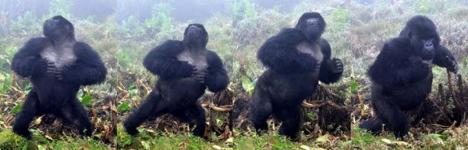 가슴 치는 수컷 고릴라. Jordi Galbany / Dian Fossey Gorilla Fund 제공