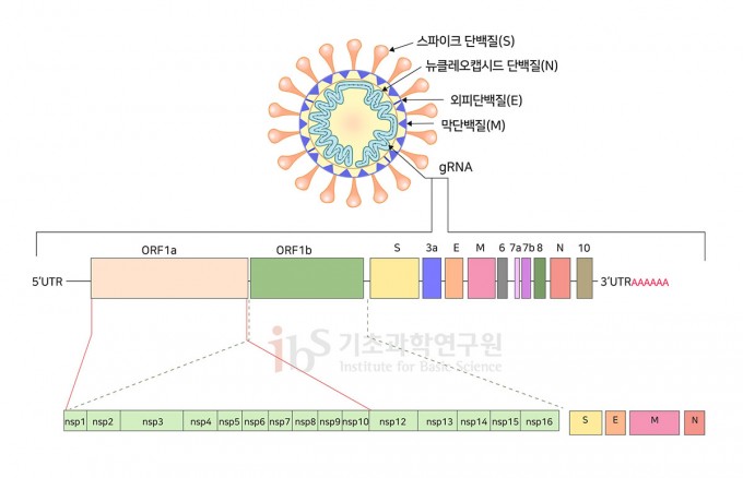 사스코로나바이러스-2는 16개의 비구조단백질(nsp)를 포함하여 스파이크단백질(S), 뉴클레오캡시드단백질(N), 외피단백질(E), 막단백질(M) 등 총 27개의 단백질을 가지고 있다. 다른 단백질과 달리 nsp2의 기능에 대해서는 아직 명확히 밝혀지지 않았다. 출처 Rastogi et al., 2020