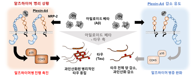 서울대 제공