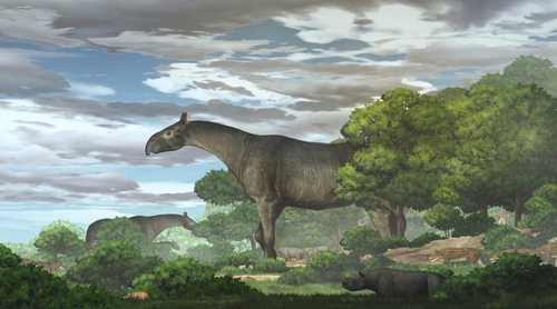기린보다 크고 코끼리보다 무거운 고대 코뿔소 화석 발굴 : 동아사이언스