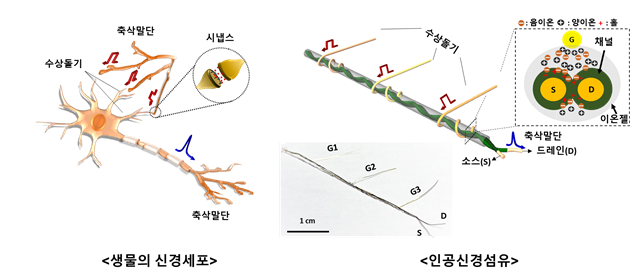  왼쪽은 생물의 신경세포구조, 오른쪽은 본 연구팀이 개발한 꼬아진 전극을 기반으로 하는 인공신경섬유소자의 구조를 비교 설명한 그림. 인공신경섬유소자 그림의 아래는 실제 소자의 사진을 나타냈다. KIST 제공