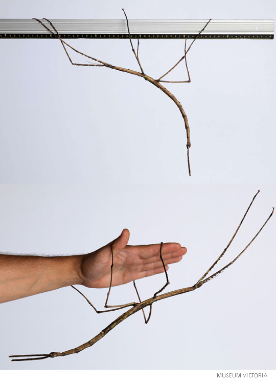 Ounce Insect Australian Scientists Breed a Near-Record 56.5-cm Giant Stick Insect ...