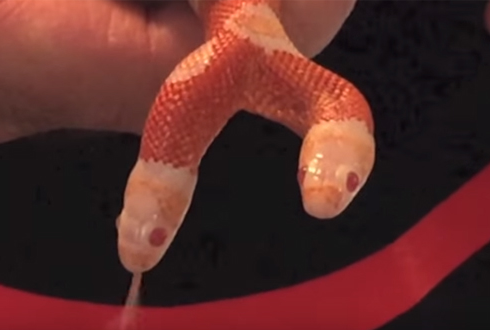 Two snakes found electrocuted together in a North Carolina