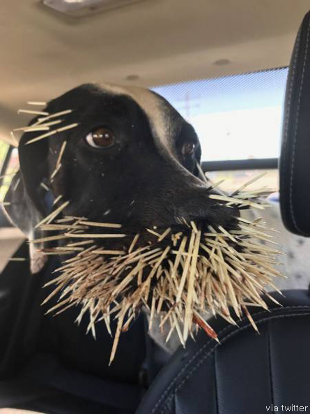Viral Photo Shows Dog's Face Pierced by Numerous Porcupine Quills - DongA  Science