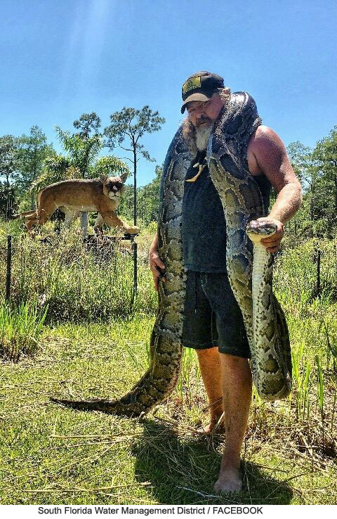 5-Meter Python Carrying 73 Eggs Captured - DongA Science