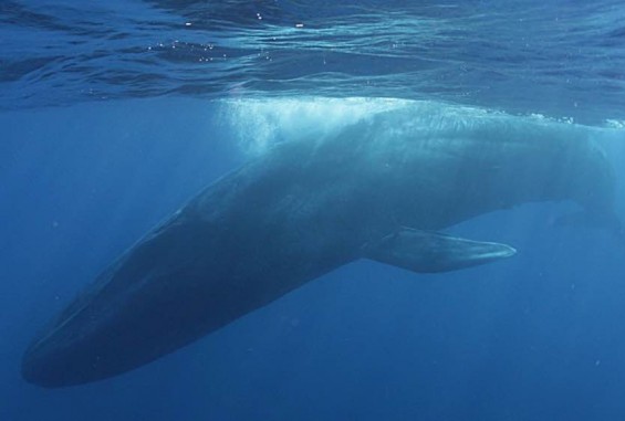 [팔라우 힐링레터] 지구에서 가장 크고, 그래서 경이로운 고래