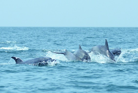 [지구를 위한 과학] 제돌이의 고향에서 남방큰돌고래 연구팀을 만나다