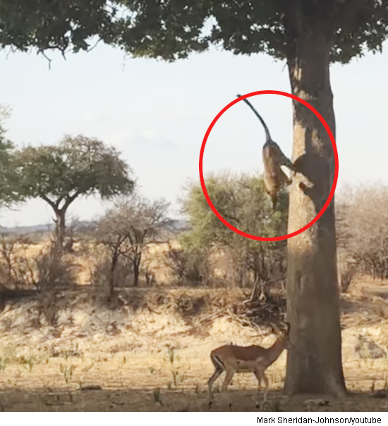 Leopard Falling Leopard Falls From the Sky - DongA Science