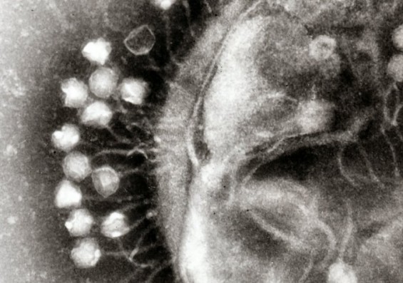 [강석기의 과학카페] 바이러스의 창 막는 박테리아의 방패