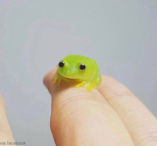 믿기 어렵게 귀여운 개구리 : 동아사이언스