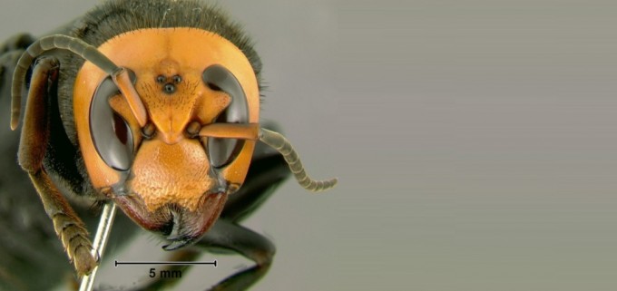 강석기의 과학카페] 장수말벌, 북아메리카 접수할까 : 동아사이언스