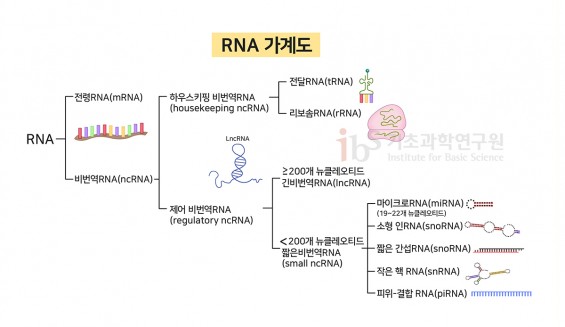 [IBS 코로나19 리포트 시즌2] 코로나19 키워드 'RNA'는 어떤 물질인가 