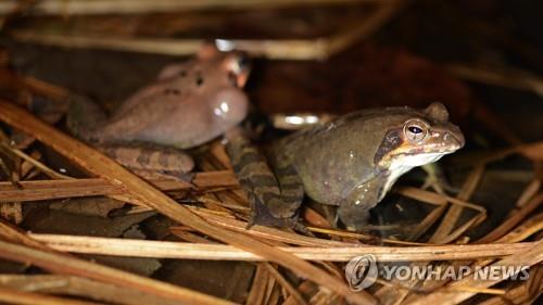 애니멀리포트]난도 괭이갈매기들 왜 예민할까 '그놈의 정력과 피부미용' : 동아사이언스