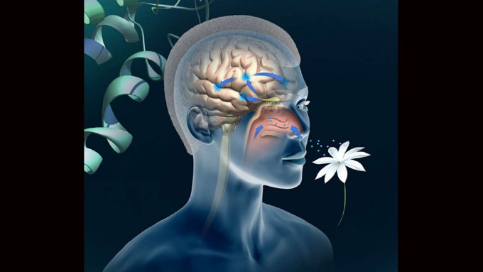 사람 코 점막의 후각 수용체가 냄새 분자를 감지해 뇌에 전달하면 냄새를 느낀다. 미국모넬화학감각연구소 제공  