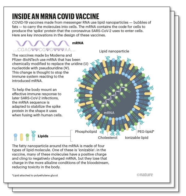 mRNA 백신의 개발사는 화학적으로 안정적인 mRNA의 개발 그리고 안정적으로 이를 세포내로 전달할 수 있는 지질전달체의 개발로 요약될 수 있다. Dolgin, E. (2021). The tangled history of mRNA vaccines. Nature, 597(7876), 318-324