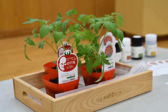 사나텍시드는 지난주부터 일반인을 대상으로 GEO 토마토 시칠리안루즈하이가바(Sicilian Rouge high GABA) 텃밭용 모종 세트의 인터넷 판매를 시작했다. 모종 네 개체와 비료가 들어있는 세트 가격은 8250엔(약 9만 원)으로 꽤 비싸다. 사나텍시드 제공