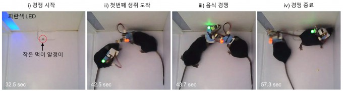 기초과학연구원(IBS)과 한국과학기술연구원(KIST) 공동연구팀이 개발한 초소형 무선 뇌 신호 측정 시스템으로 생쥐의 먹이 경쟁 실험을 진행한 결과, 경쟁 시 목표물을 쟁취하는 것보다 지키는 행동을 할 때 뇌 활동이 더 격렬해지는 것을 확인했다. 경쟁 시 목표물을 쟁취하는 것보다 지키는 행동이 더 힘들고 중요하다는 의미다. IBS 제공