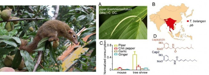 북부나무두더지(왼쪽)와 후추속 식물 한 종(학명 Piper boehmeriaefolium. 이하 pb)은 분포지역이 겹친다(오른쪽 지도). 북부나무두더지(tree shrew)는 이 식물의 열매(piper)를 좋아하고 고추(chilli pepper)도 좀 먹지만 생쥐(mouse)는 둘 다 피한다. 한편 마늘(garlic)과 생강(ginger)은 둘 다 피한다. pb에는 캡사이신과 비슷한 분자(캡2)가 들어있지만 북부나무두더지는 캡2의 매운맛을 느끼지 못하게 진화해 pb를 먹이로 삼는 데 성공했다. 플로스 생물학 제공