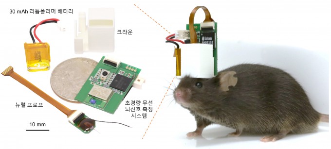 기초과학연구원(IBS)과 한국과학기술연구원(KIST) 공동연구팀이 생쥐 등 소형 동물에도 부착할 수 있는 ■ 초경량 무선 뇌신호 측정 시스템을 개발했다. IBS 제공