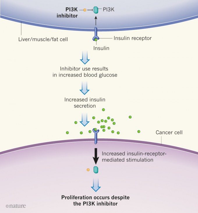 PI3K는 세포의 성장과 증식,<BR> 생존에 중요한 효소로 많은 <BR>암세포에서 과잉 활성을 보인다.<BR> 최근 PI3K억제제(inhibitor)가 항<BR>암제로 주목받고 있지만 임상시험에서 효과가 기대에 못 미친다.<BR> 이는 PI3K억제제가 혈당을 올려 인슐린(녹색) 수치를 높이고 그 결과 <BR>암세포의 PI3K가 활성을 되찾기 때문이다.<BR> 이때 케톤식이를 해 인슐린 증가를 막으면 항<BR>암제가 잘 듣는다.<BR> 네이처 제공