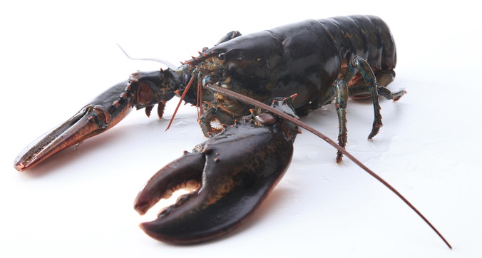 영국 정부가 문어와 게, 바닷가재(사진)를 고통을 느끼는 동물로 인정하고 앞으로 동물복지법을 적용하기로 했다. 이에 따라 식당에서 산 채로 끓는 물에 넣거나 생식을 하는 행위가 금지될 것으로 예상된다. 게티이미지뱅크 제공