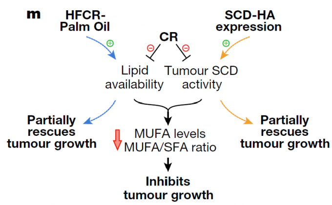 칼로리제한(CR)이 종양 성장을 효과적으로 억제하는 건 에너지인 포도당 공급을 줄이기도 하지만 지질(lipid) 공급도 줄이고 SCD 효소 활성도 억제해 막의 주요 성분인 단일불포화지방산(MUFA) 수치를 떨어뜨리기 때문이다.<BR> 이때 탄수화물의 대부분을 팜유(palm oil)로 대신하면 MUFA가 공급돼 종양 성장이 일부 회복된다(왼쪽). 한편 포화지방산(SFA)을 MUFA로 바꾸는 SCD 유전자를 과잉 발현시켜도 MUFA 수치가 올라가 종양 성장이 일부 회복된다(오른쪽). 네이처 제공