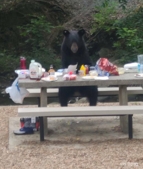 회색곰 먹는 사람