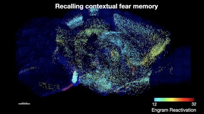 KAIST 연구팀이 기억을 관장하는 뇌 세포 지도를 구축했다. KAIST 제공