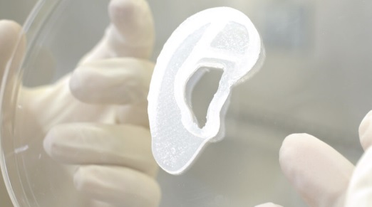 3D바이오쎄라퓨틱스가 개발한 3D 프린팅 귀. 3D바이오쎄라퓨틱스 제공