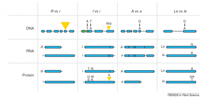 7가지 형질에 관여하는 멘델의 유전자 가운데 지금까지 5가지의 실체가 밝혀졌다. 이 가운데 4가지의 변이를 보면 주름진 콩(r)은 유전자 엑손에 전이인자(역삼각형)가 끼어 들어가 뒤쪽 아미노산 서열이 엉망이 된 단백질이 만들어진 결과다. 녹색 콩(떡잎, i)은 유전자 엑손에 6개 길이 염기가 끼어 들어가 아미노산 두 개(IL)가 더해지며 단백질 구조가 바뀌어 기능을 잃은 결과다. 흰 꽃(a)은 유전자 인트론의 염기 하나가 바뀌면서(G→A) 비정상 mRNA로 가공돼 중간이 잘린 단백질이 만들어져 기능을 잃은 결과다. 줄기가 짧은 식물체(le)는 유전자 엑손의 염기(G→A)가 하나 바뀌어 단백질 아미노산 하나가 바뀌어(A→T) 기능이 떨어진 결과다. ‘식물과학의 경향’ 제공