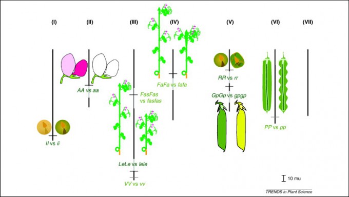 멘델은 완두콩 여러 품종을 면밀히 비교해 7가지 형질을 추려냈다. 훗날 유전학 기법으로 염색체에서 각 형질을 결정하는 유전자의 위치를 파악했다. 왼쪽부터 콩(떡잎) 색깔(I), 꽃 색깔(A), 꽃 위치(Fas), 줄기 길이(Le), 꼬투리 모양(V), 꽃 위치(Fa), 콩 모양(R), 꼬투리 색(Gp), 꼬투리 모양(P)이다. 꽃 위치와 꼬투리 모양 관련 유전자는 각각 두 자리가 밝혀졌다. 한 염색체에 여러 유전자 자리가 있는 경우에는 독립의 법칙이 성립하지 않는다. ‘식물과학의 경향′ 제공