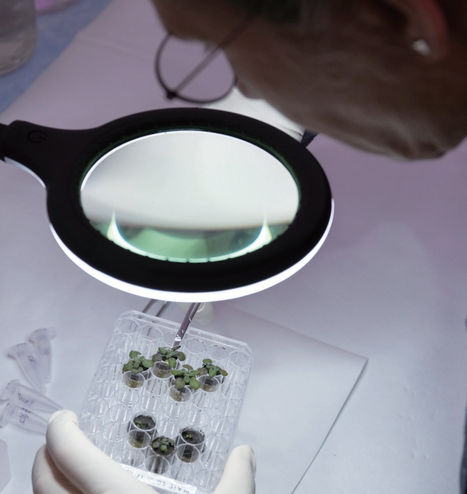 A pesquisadora Anna Lisa Ball, coautora do estudo, colheu a planta cultivada em Arabidopsis thaliana das placas para análise genética da planta. 