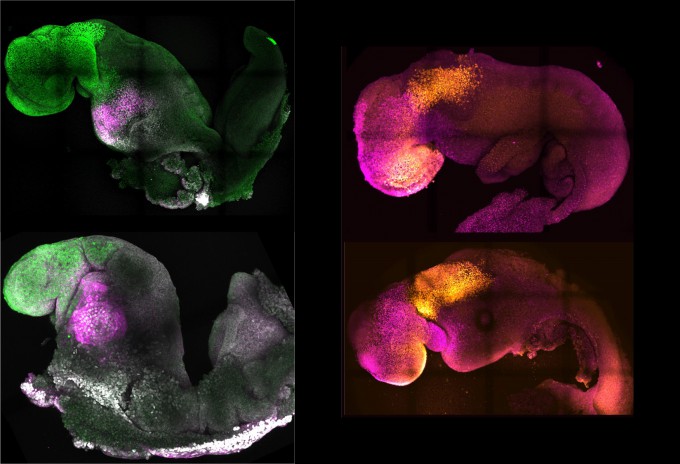 국제공동연구팀이 뇌와 심장박동이 관찰되는 합성 배아를 만드는 데 성공해 국제학술지 ′네이처′ 8월 25일자에 발표했다. 왼쪽 사진의 초록색 부분이 뇌의 전두엽, 분홍색은 심장 부분이다. 네이처 제공.