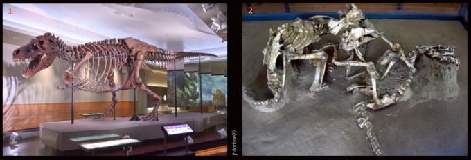 Um buraco na mandíbula do Tiranossauro 'Su' exibido no Museu de História Natural dos EUA devido a uma infecção, e o Museu de História Natural da Mongólia tem fósseis de Protoceratops esfaqueados na garganta por uma garra de velociraptor.  Introdução da Wikipédia