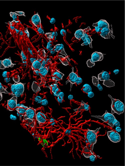 A photo visualizing the effect of SARS-CoV-2 on brain cells.  Provided by CNPRC