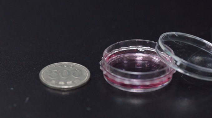 손미영 한국생명공학연구원 책임연구원팀이 유산균 효능 평가를 위해 제작한 장 오가노이드의 모습. 분홍색 배지 안에 보이는 하얀 반투명 물체가 장 오가노이드다. 생명연 제공