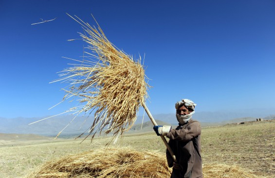 지구온난화 견디고 식량위기 해결할 밀 개발에 '한걸음'